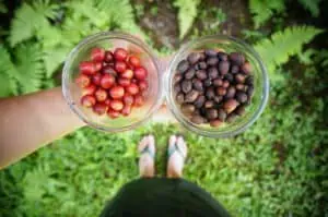 Photo of Big Island Coffee's natural-processed Puna